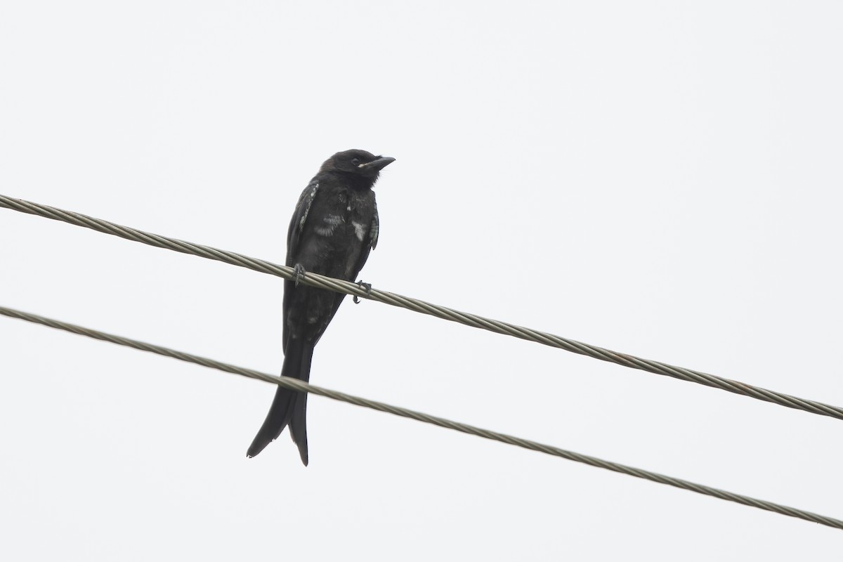 Black Drongo - ML645991437