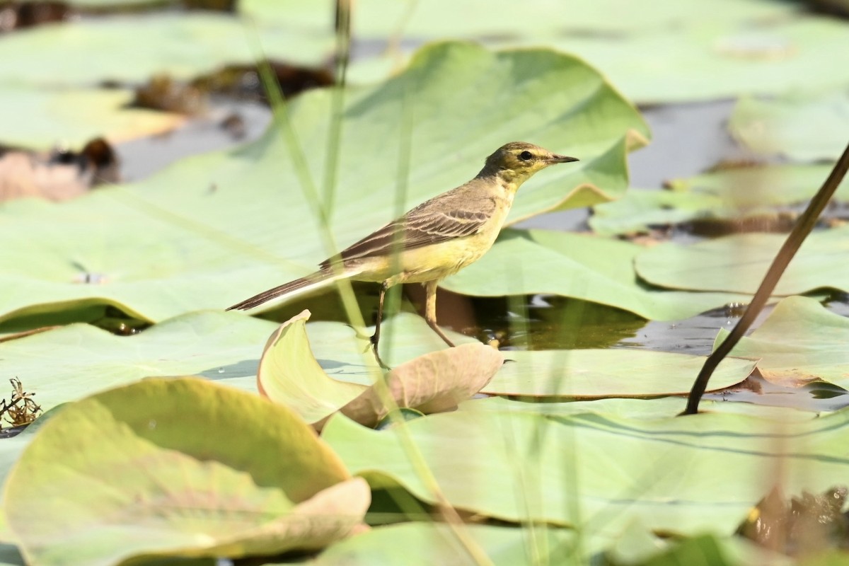 Western Yellow Wagtail - ML645991442