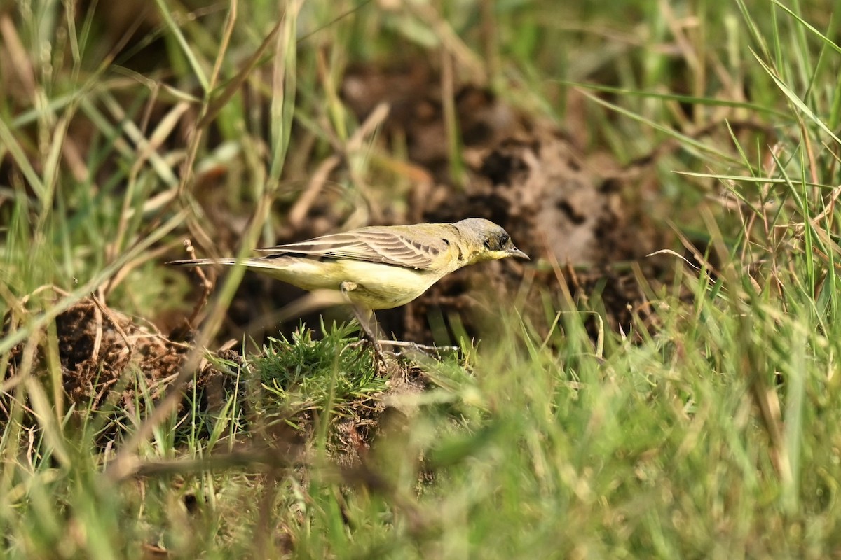 Western Yellow Wagtail - ML645991443