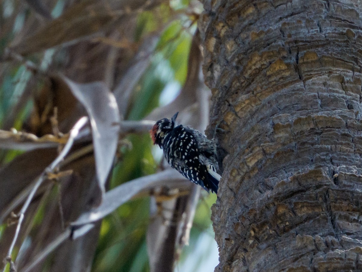 Pico de Nuttall - ML645991444