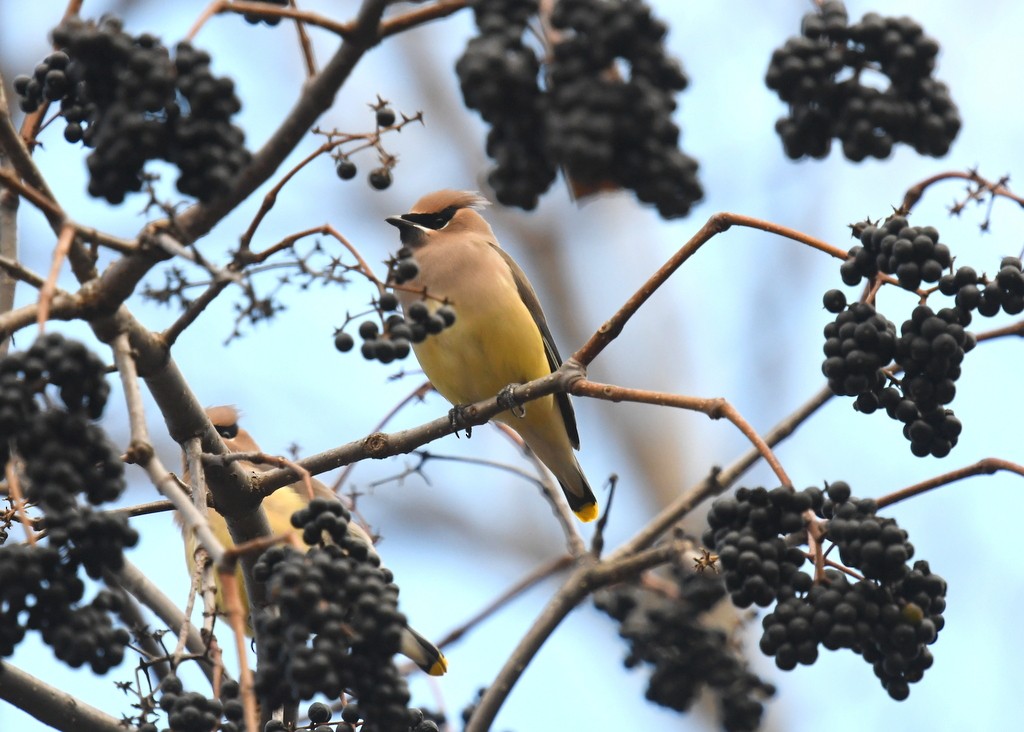 Cedar Waxwing - ML645991450