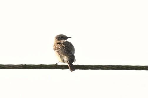 Siberian Stonechat - ML645991456