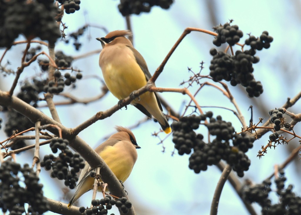 Cedar Waxwing - ML645991458