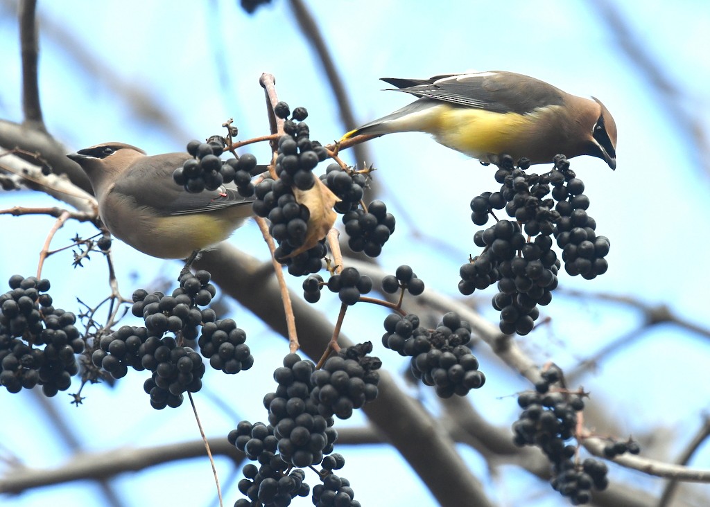 Cedar Waxwing - ML645991461