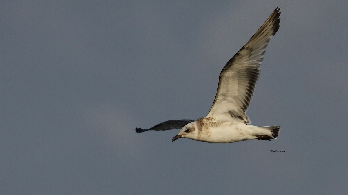 Mediterranean Gull - ML645991465