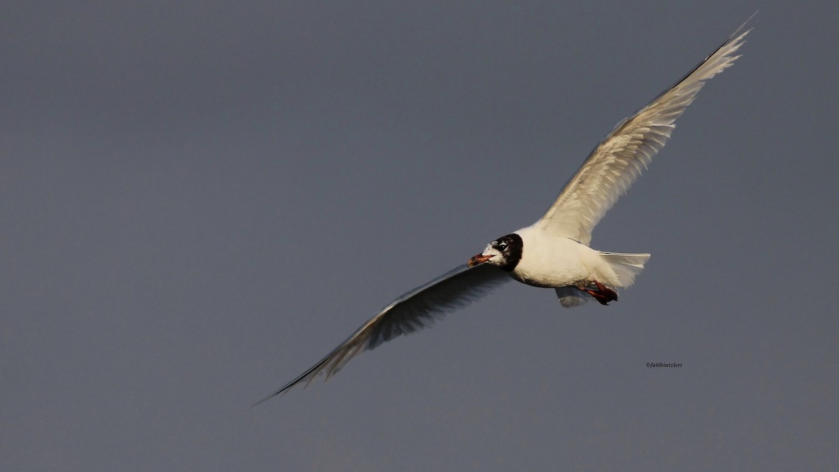 Mediterranean Gull - ML645991467