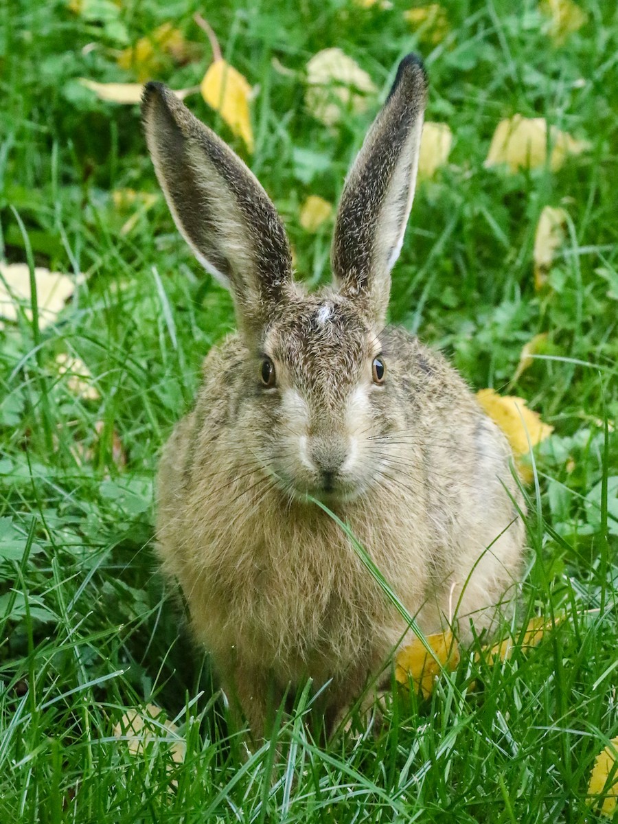 Brown Hare - ML645991469