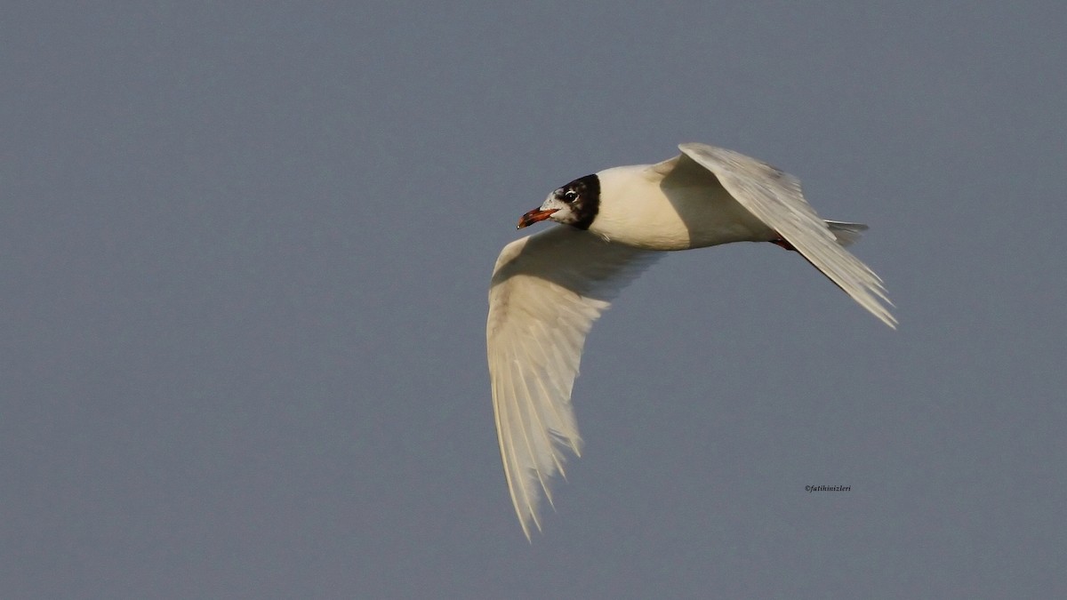 Mediterranean Gull - ML645991471
