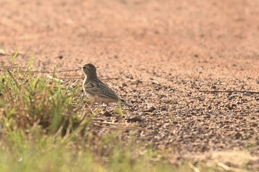 Alouette de Sykes - ML645991475