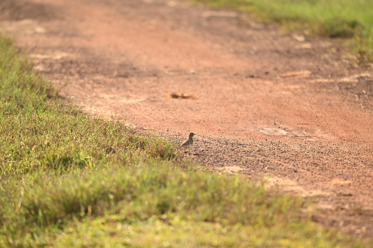 Alouette de Sykes - ML645991476