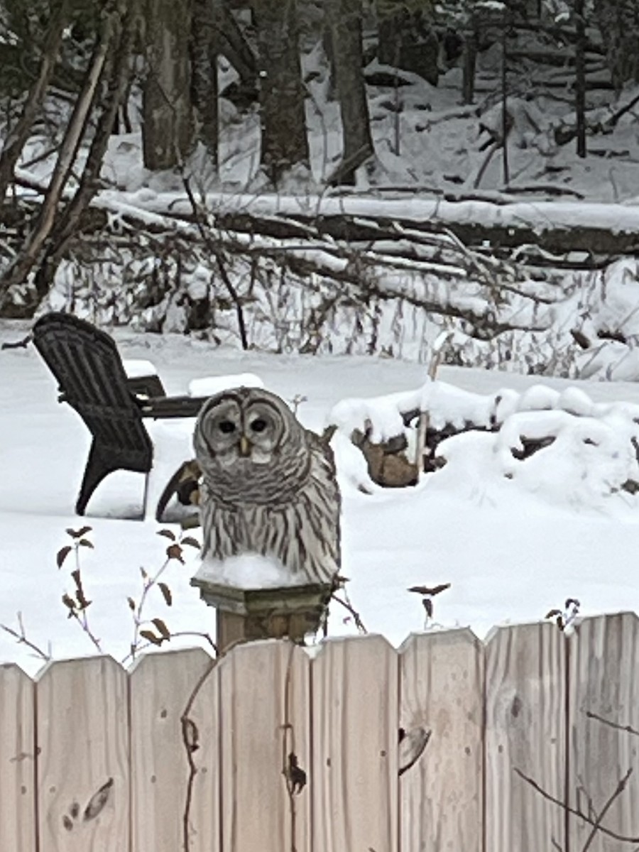 Barred Owl - ML645991486