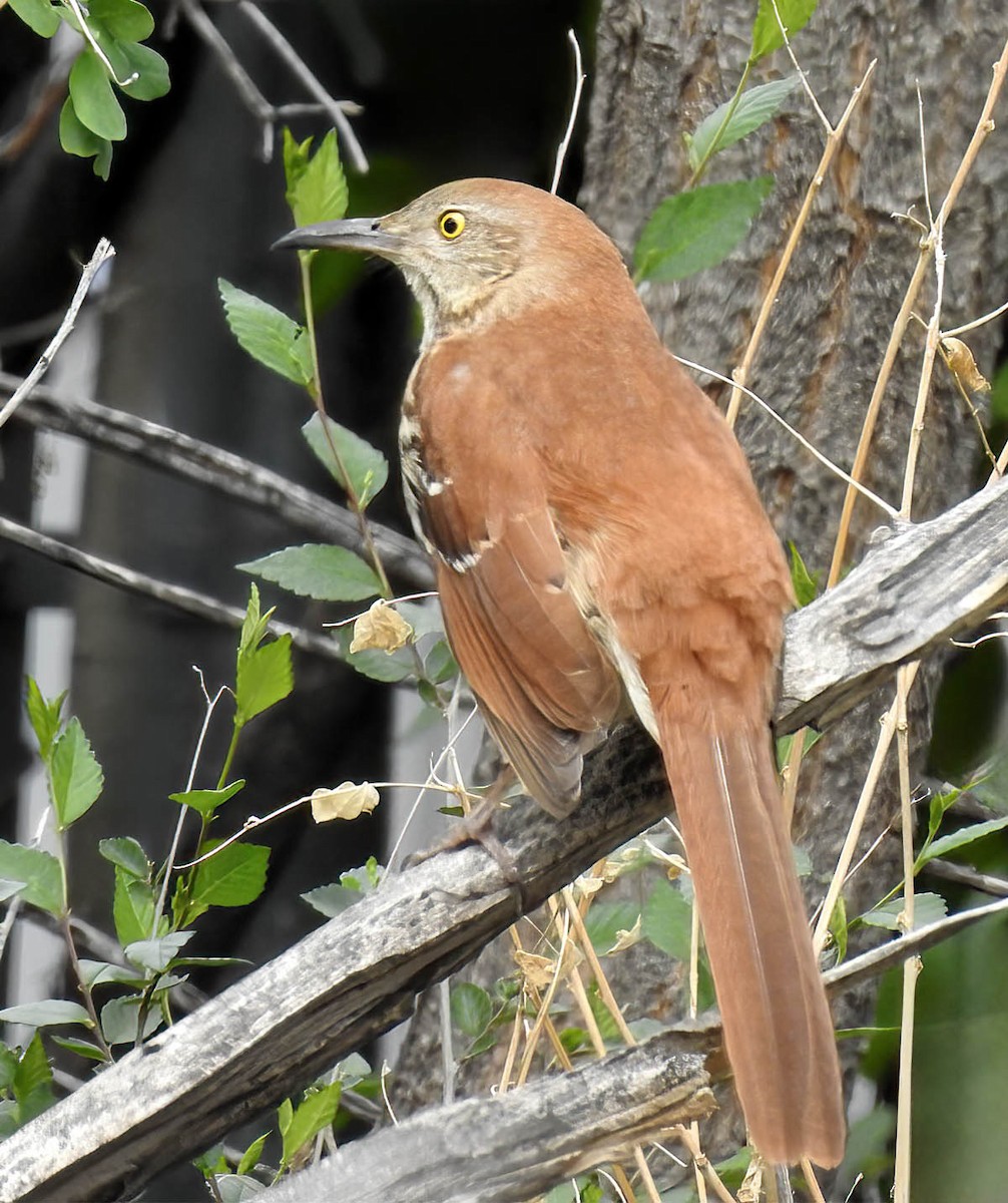 Brown Thrasher - ML645991496