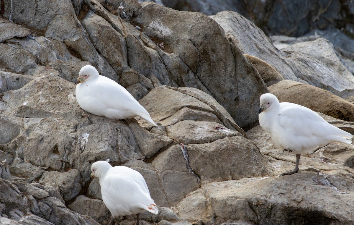 Snowy Sheathbill - ML645991497