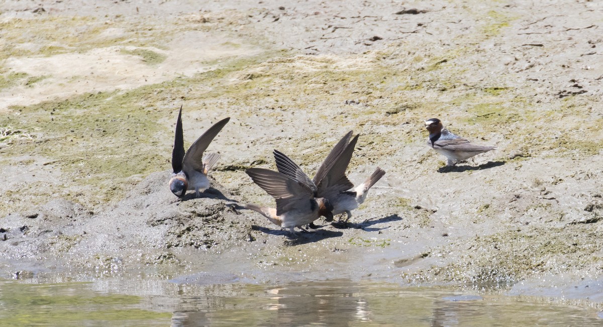 Labar-enara amerikarra - ML645991520