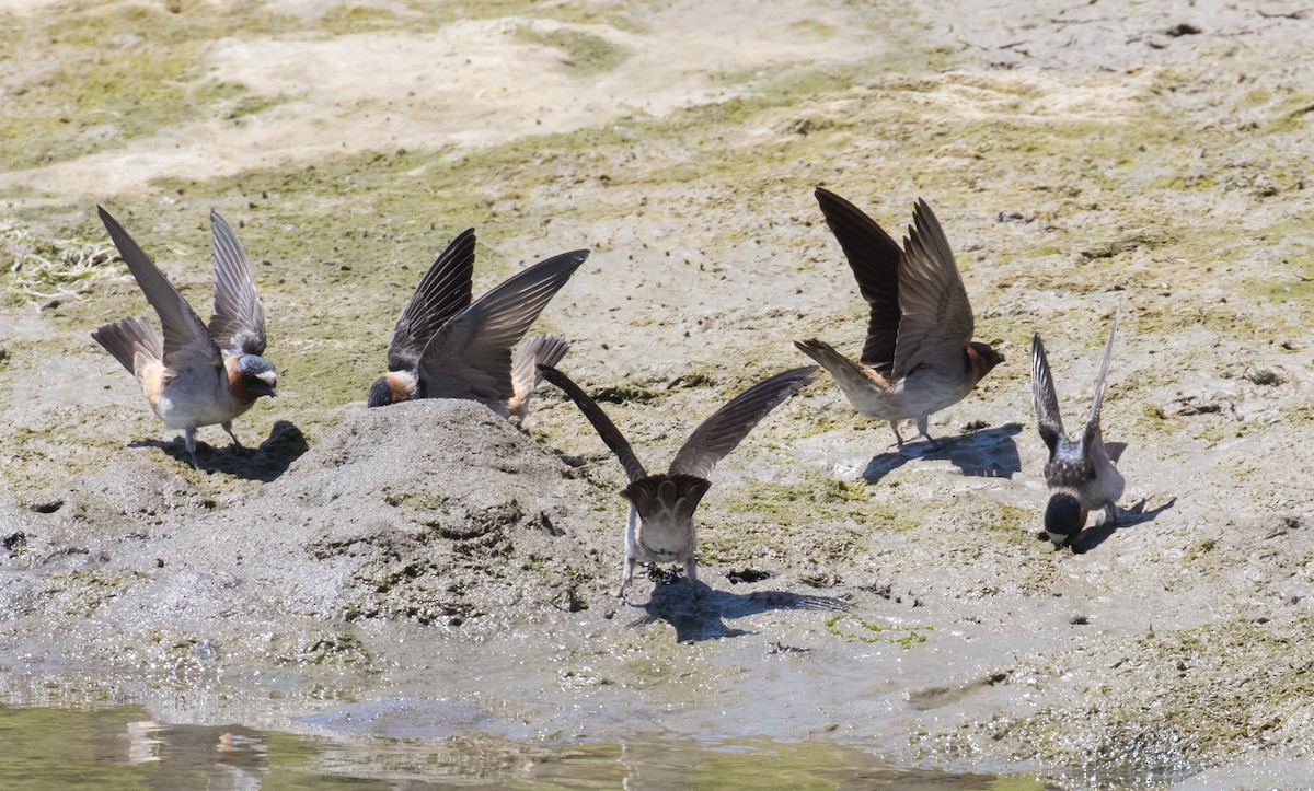 Labar-enara amerikarra - ML645991521