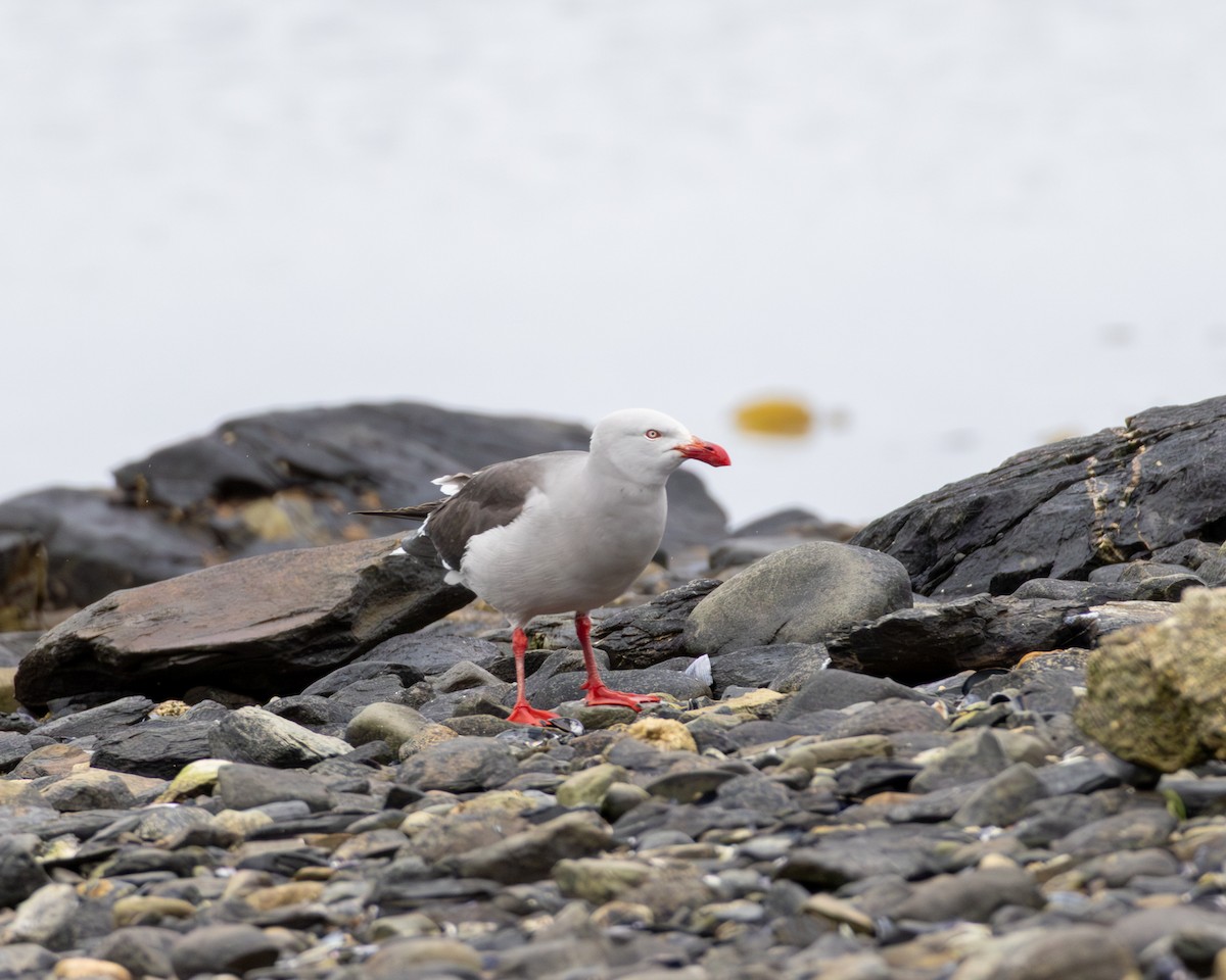 Dolphin Gull - ML645991523