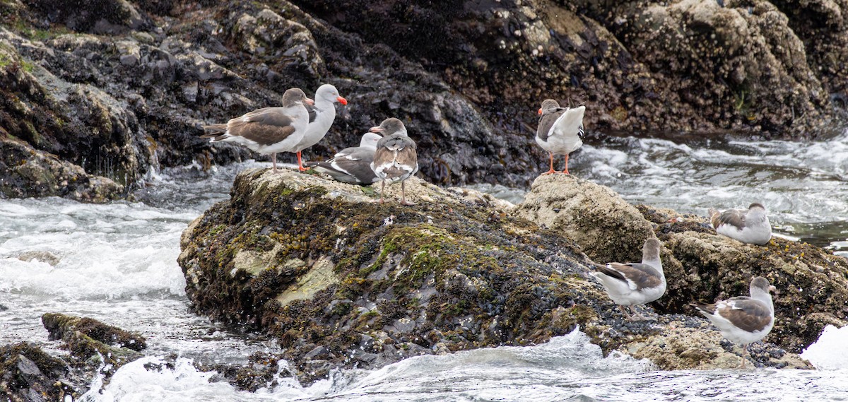 Dolphin Gull - ML645991524