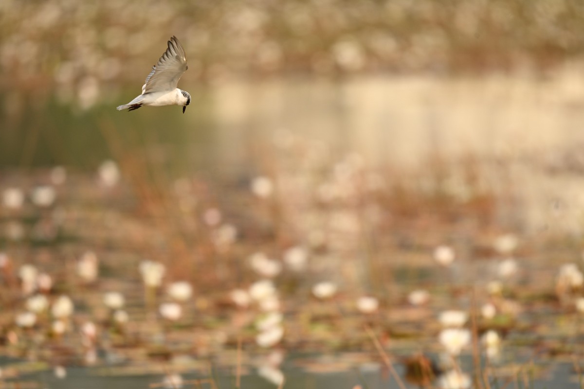 Whiskered Tern - ML645991541