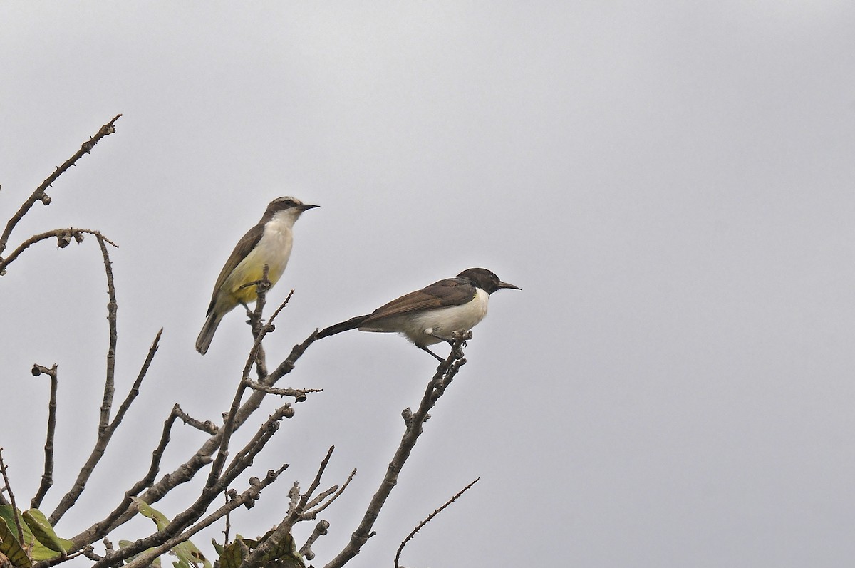 Western Violet-backed Sunbird - ML645991566