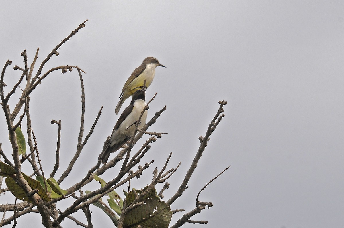 Western Violet-backed Sunbird - ML645991579