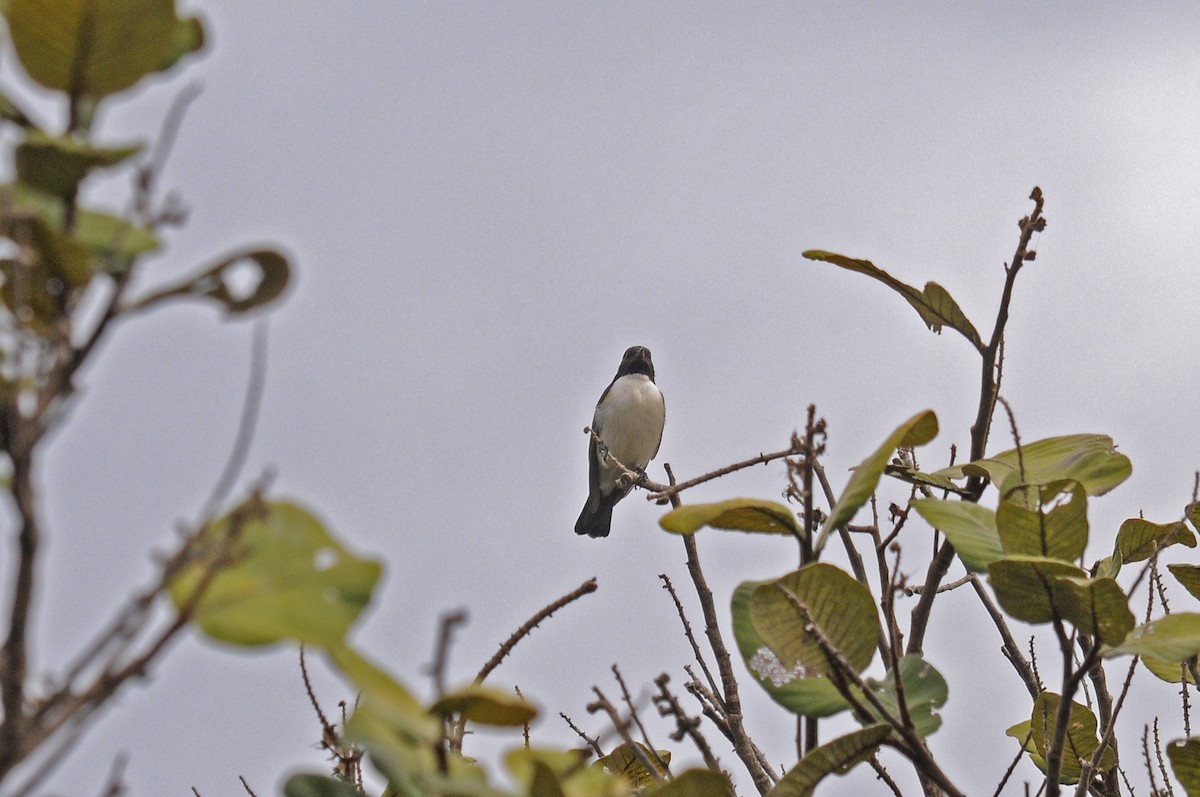 Western Violet-backed Sunbird - ML645991580
