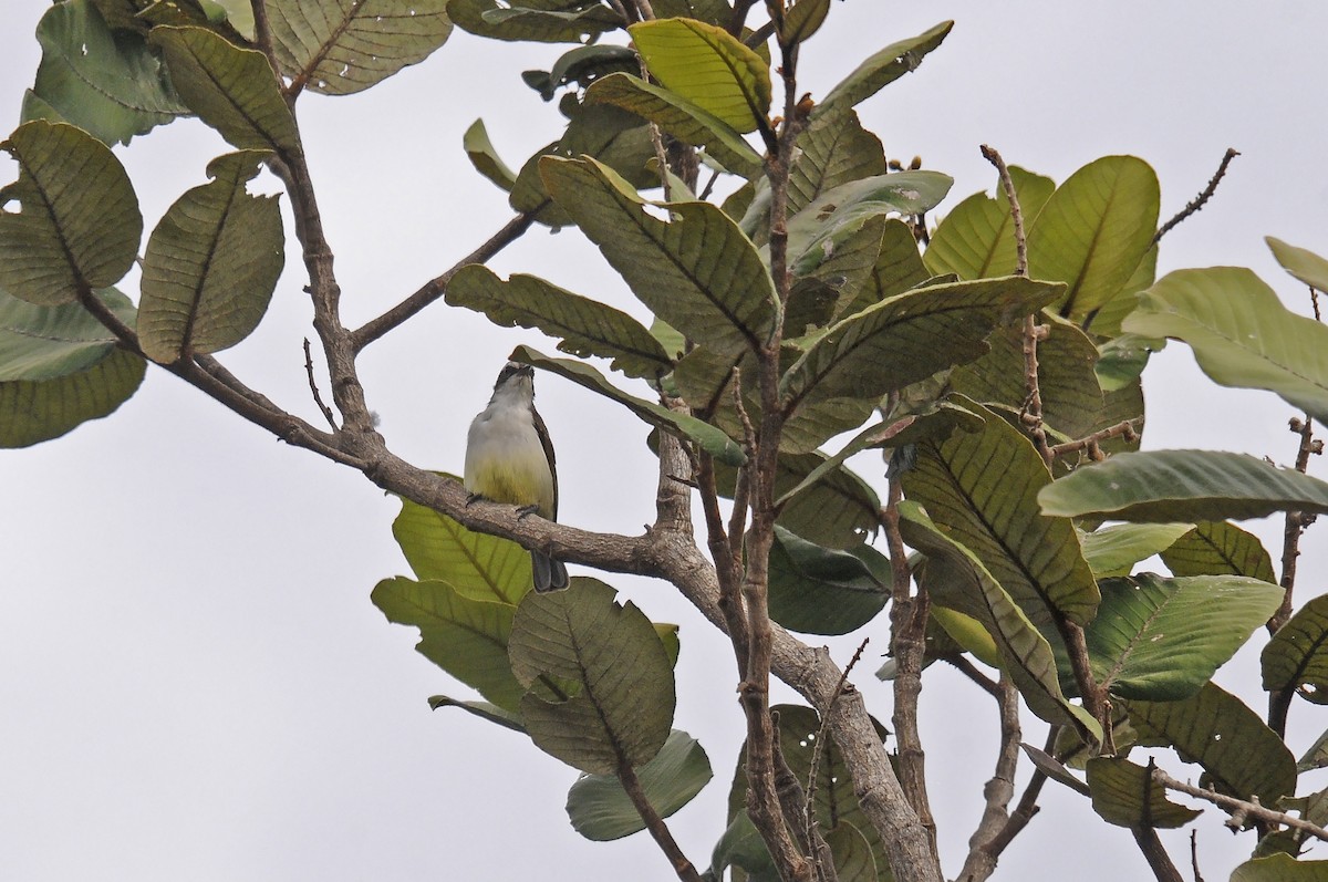 Western Violet-backed Sunbird - ML645991581