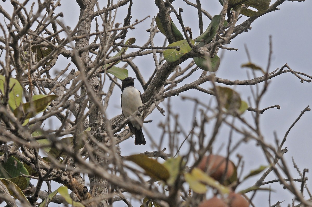 Western Violet-backed Sunbird - ML645991582
