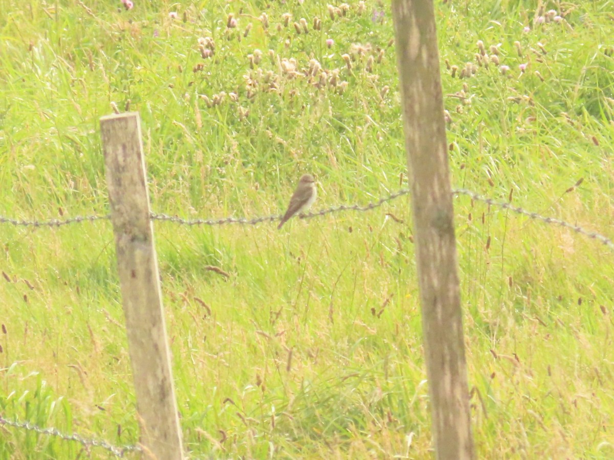 Spotted Flycatcher - ML645991587