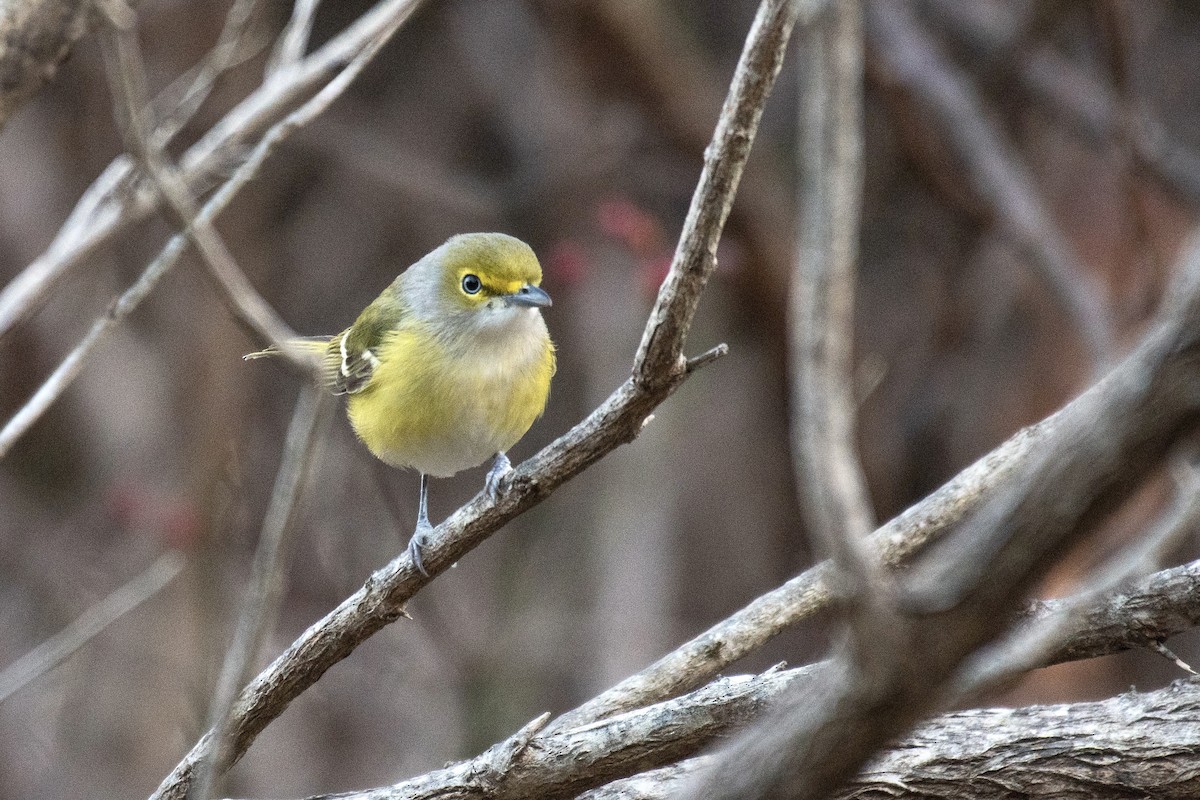 White-eyed Vireo - ML645991590