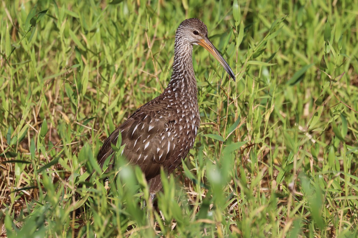 Limpkin - ML645991591