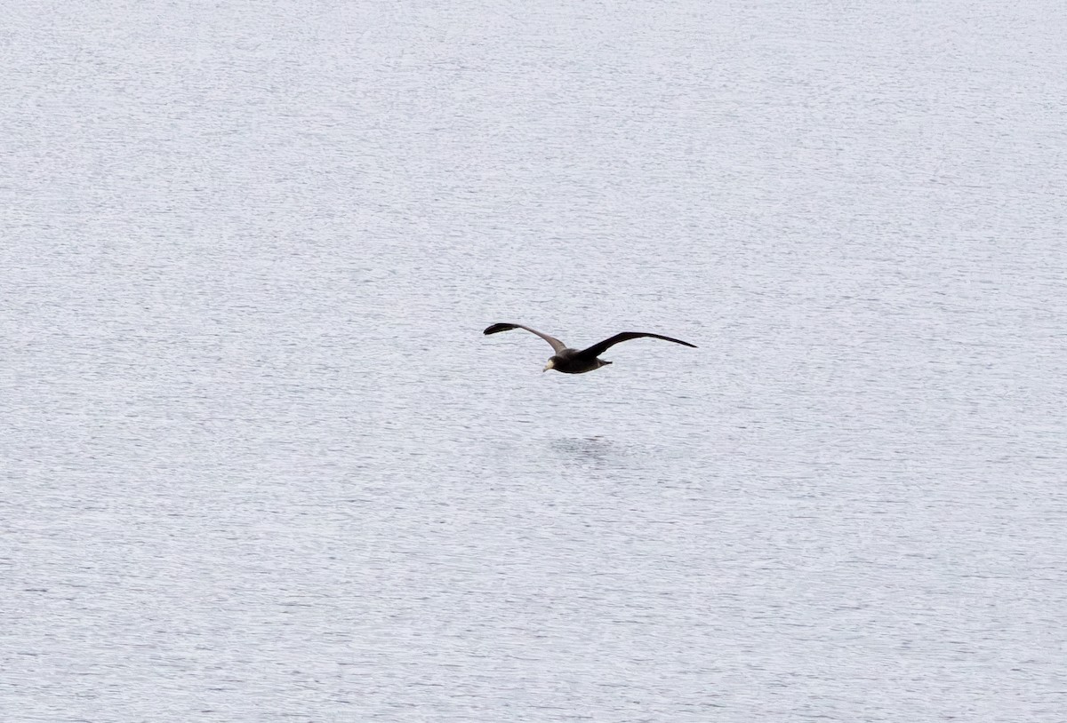 Kuzey Dev Fırtınakuşu - ML645991604