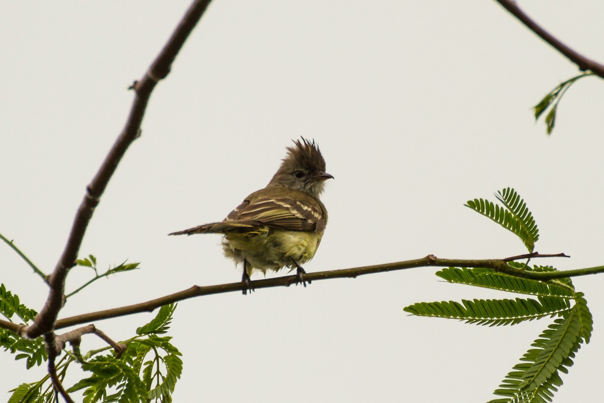 Желтобрюхая эления - ML645991615