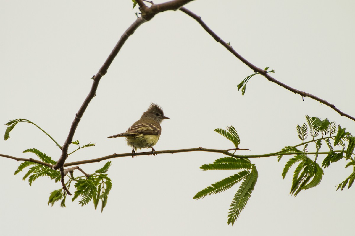 Желтобрюхая эления - ML645991616