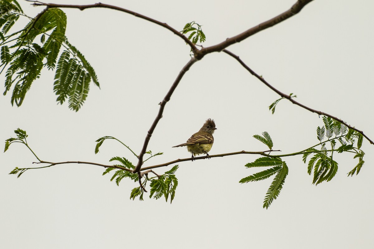 Желтобрюхая эления - ML645991617