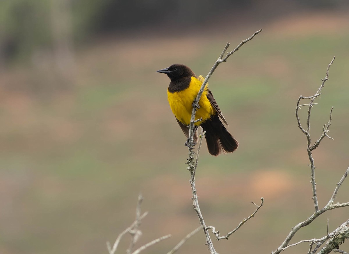 Мочарець жовтогузий - ML645991624