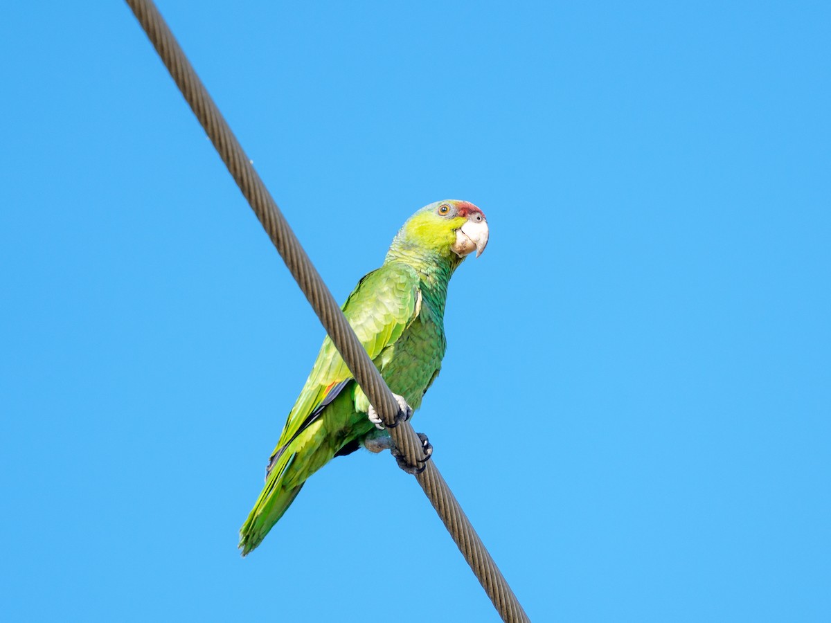 Amazona Guayabera - ML645991625