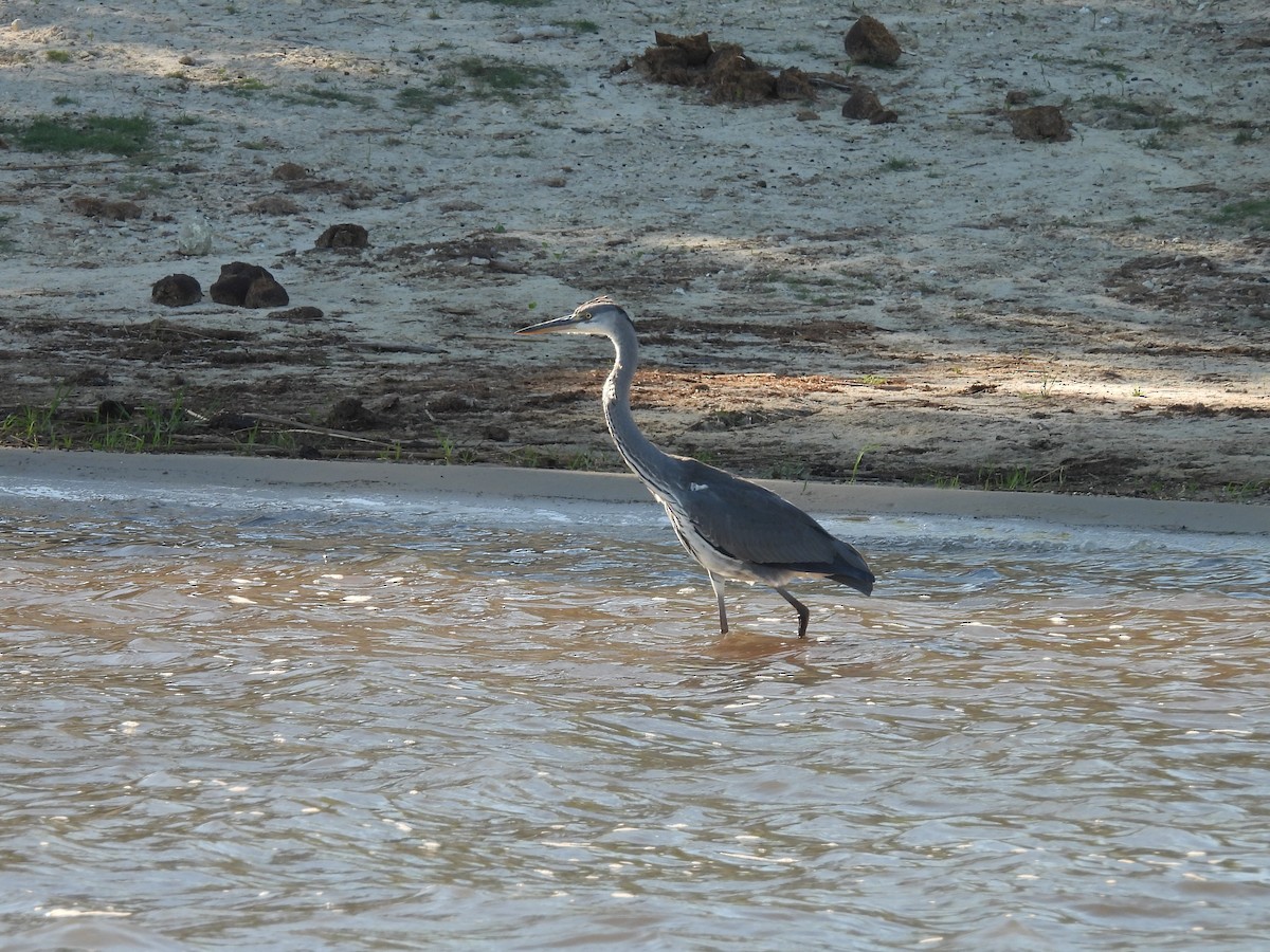 Gray Heron - ML645991628