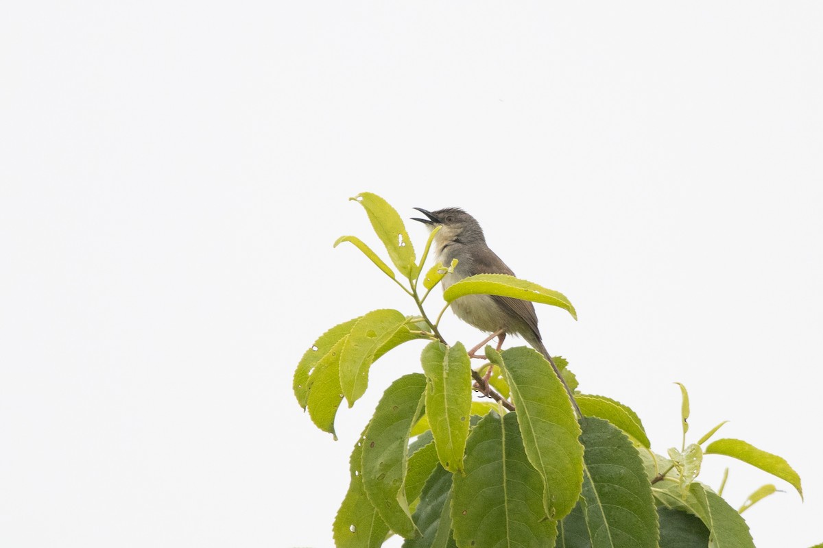 Jungle Prinia - ML645991635