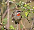 Siberian Rubythroat - ML645991636