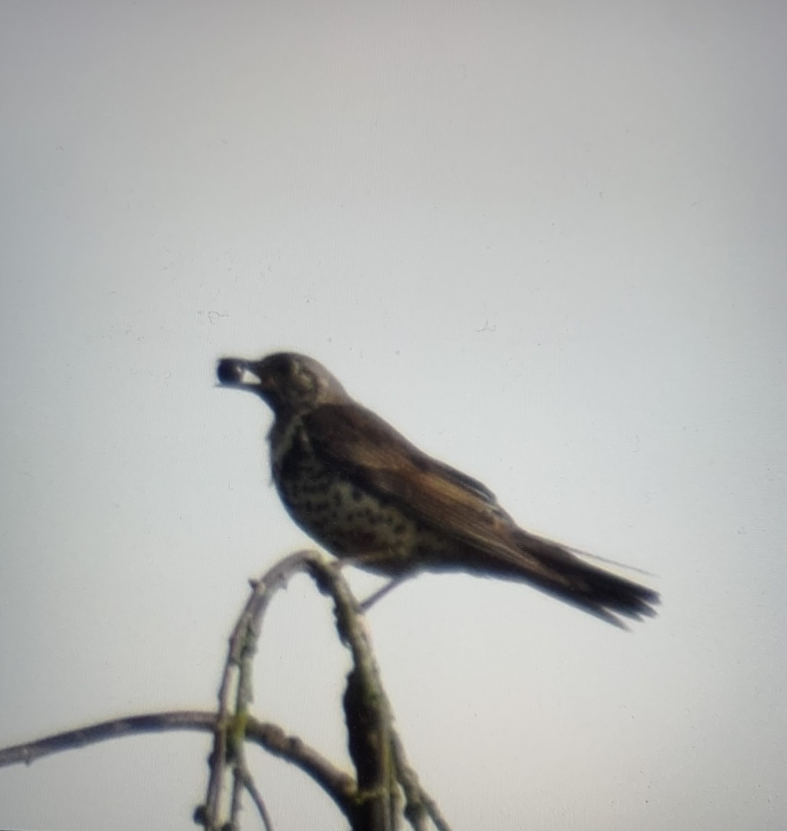 Mistle Thrush - ML645991638