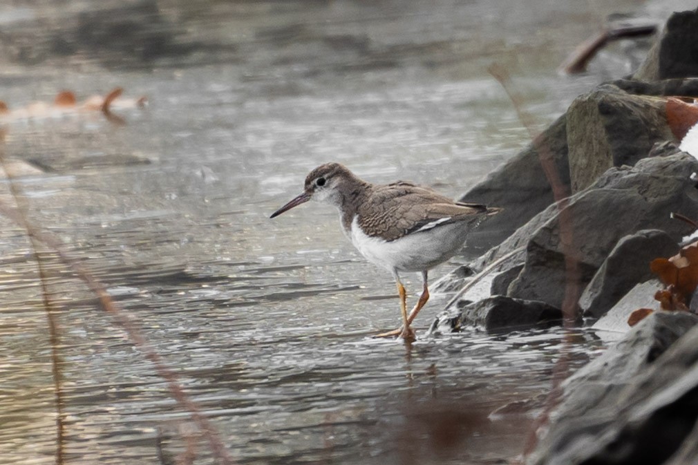 Spotted Sandpiper - ML645991639