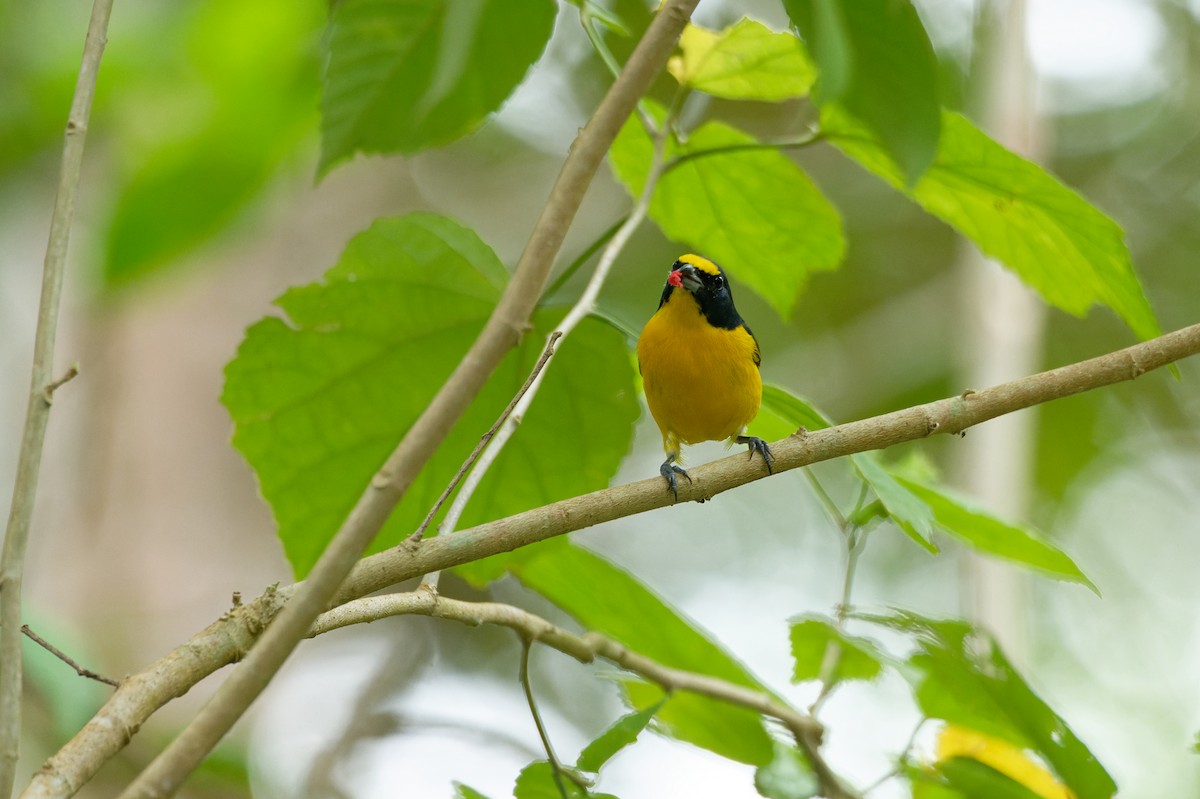 Yellow-throated Euphonia - ML645991640