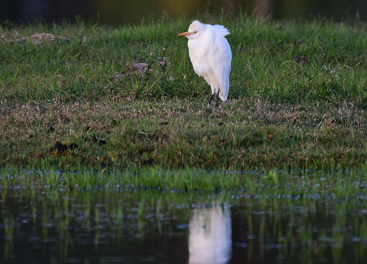 Western Cattle-Egret - ML645991642