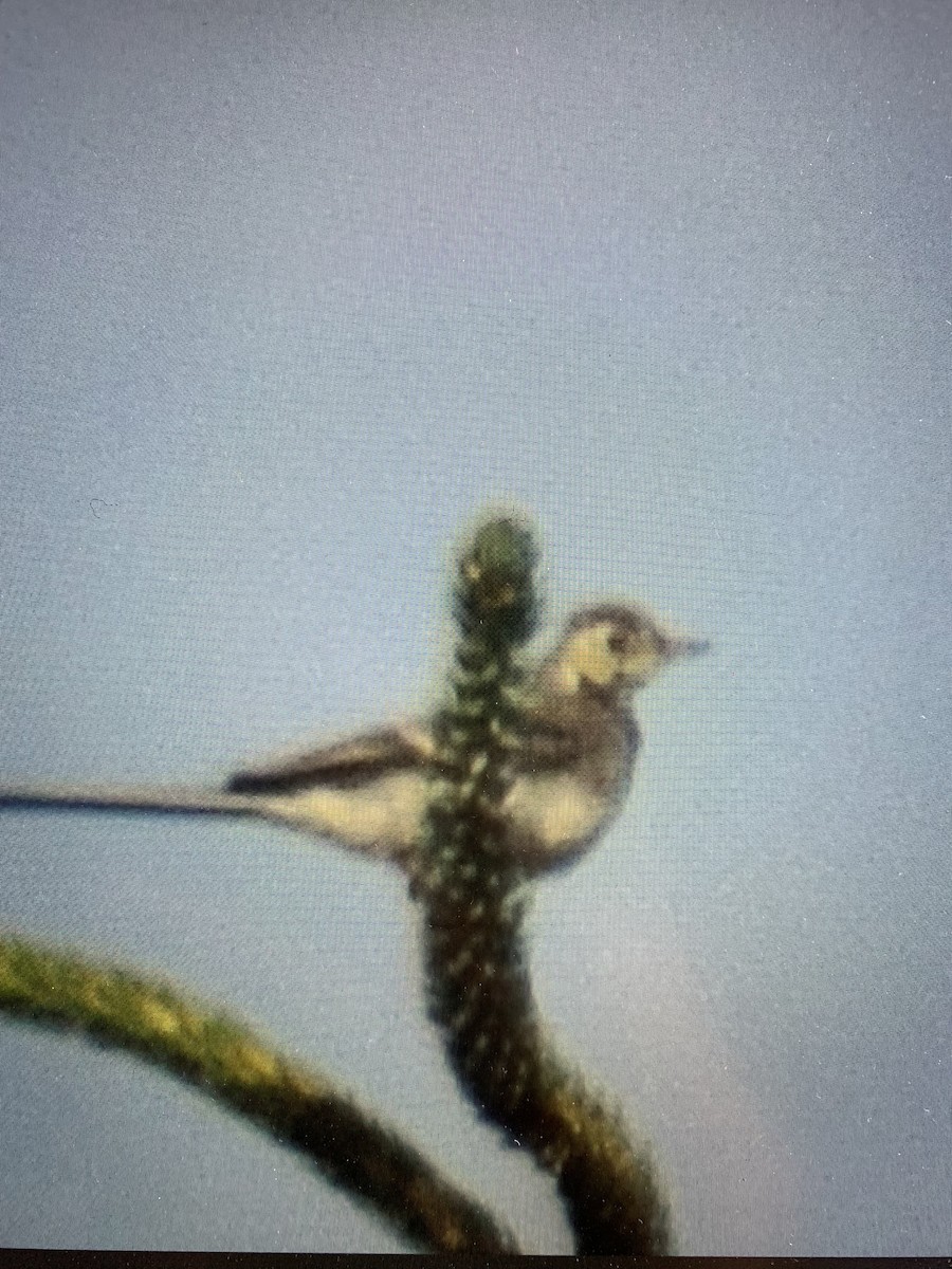 White Wagtail - ML645991644