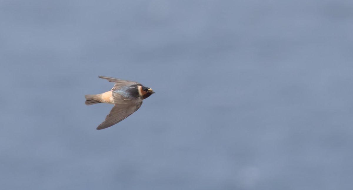 Cliff Swallow - ML645991645
