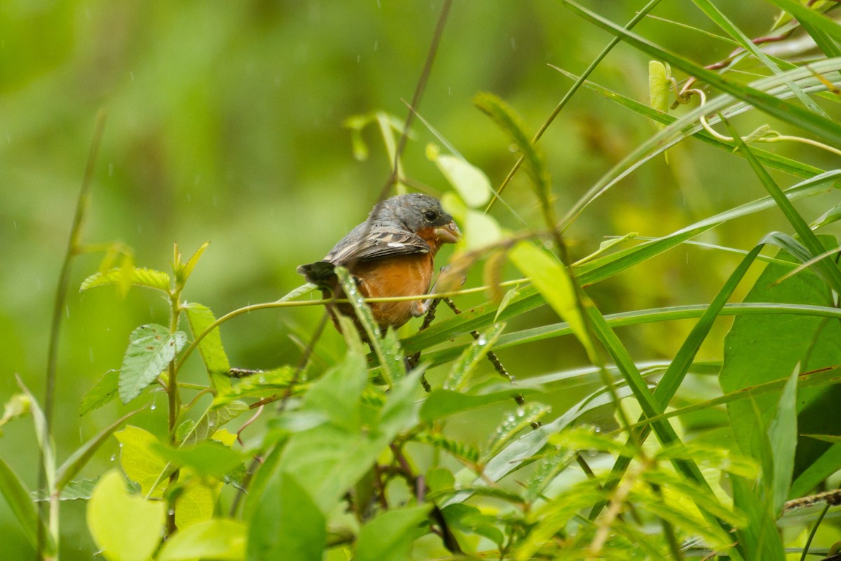 Ruddy-breasted Seedeater - ML645991646