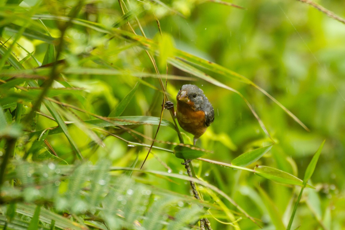 Ruddy-breasted Seedeater - ML645991647