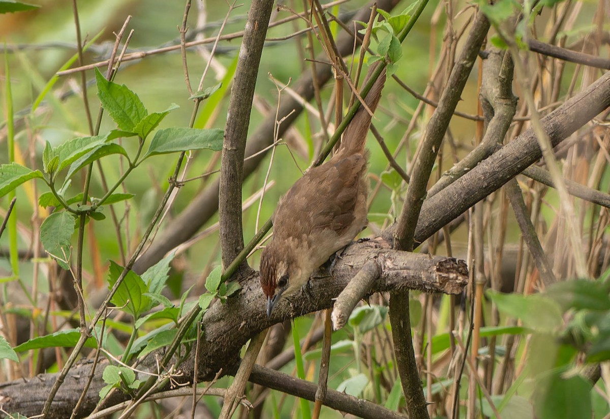 Rufous-fronted Thornbird - ML645991649