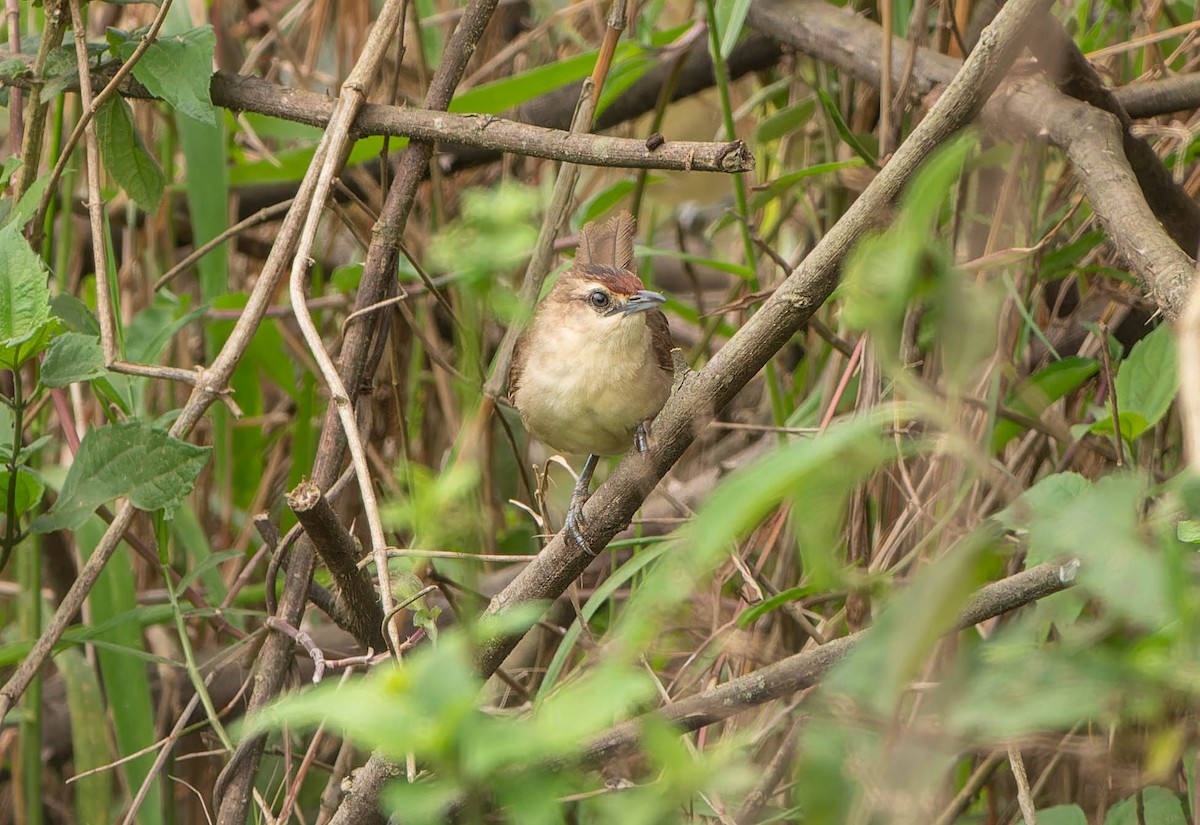 Rufous-fronted Thornbird - ML645991650