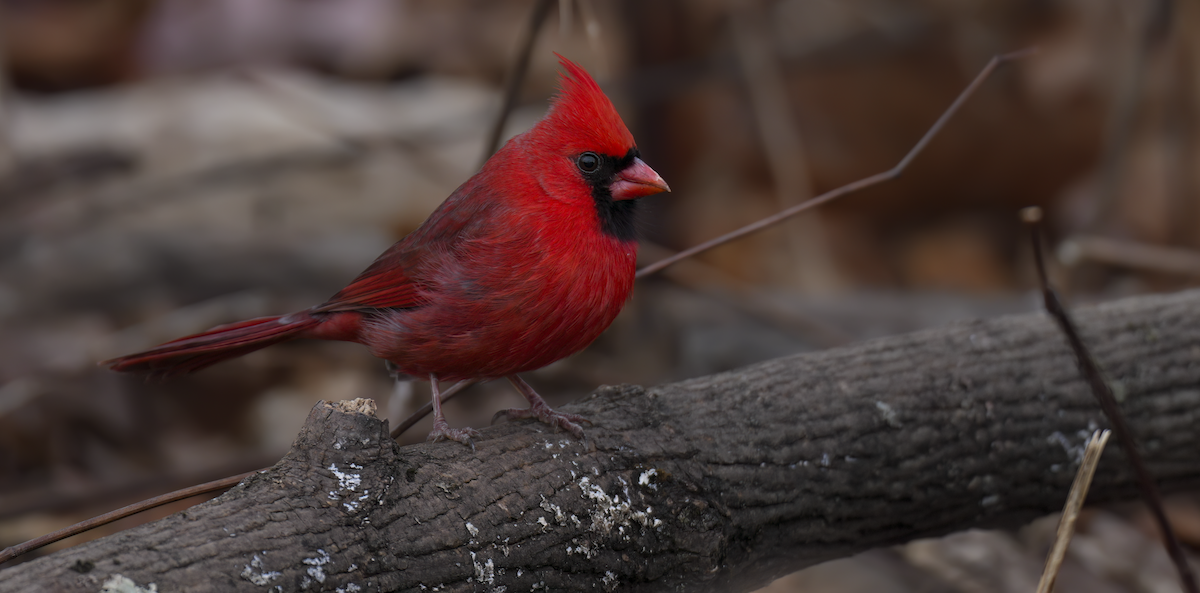 Northern Cardinal - ML645991657